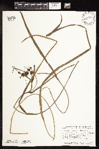 Sparganium fluctuans image