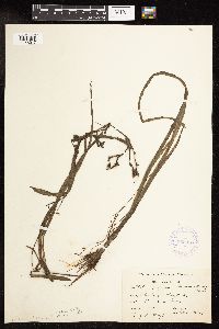 Sparganium fluctuans image