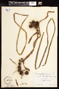 Sparganium fluctuans image