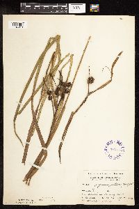 Sparganium fluctuans image