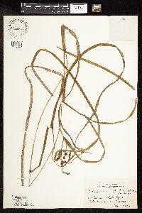 Sparganium fluctuans image