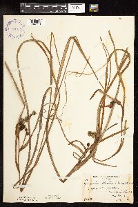 Sparganium fluctuans image