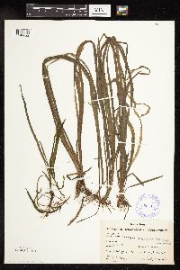 Sparganium fluctuans image