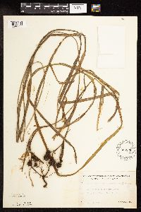 Sparganium fluctuans image