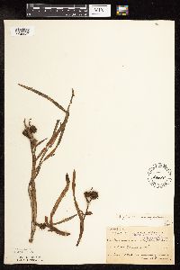 Sparganium fluctuans image