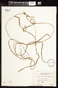 Sparganium fluctuans image