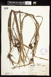 Sparganium fluctuans image