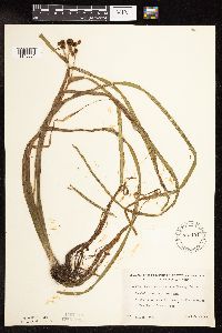 Sparganium fluctuans image