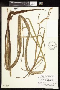 Sparganium fluctuans image