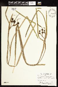 Sparganium fluctuans image