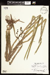 Sparganium fluctuans image