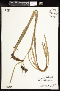 Sparganium fluctuans image