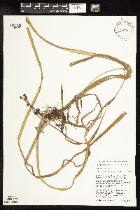 Sparganium fluctuans image