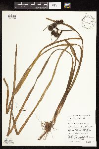 Sparganium fluctuans image