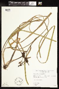 Sparganium fluctuans image