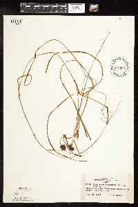 Sparganium fluctuans image