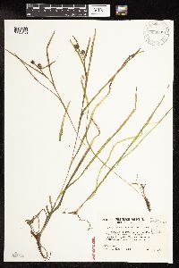 Sparganium natans image