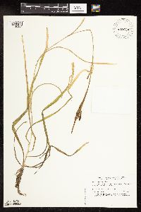 Sparganium natans image