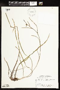 Sparganium natans image