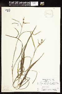 Sparganium natans image