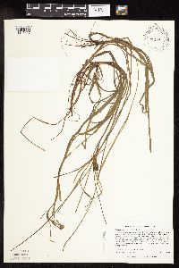 Sparganium natans image