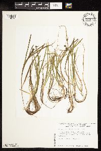 Sparganium natans image