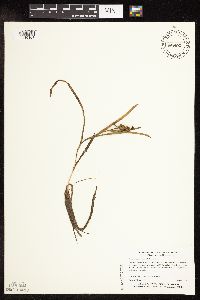 Sparganium natans image