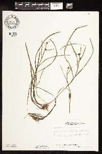 Sparganium natans image