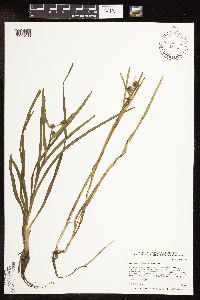 Sparganium natans image