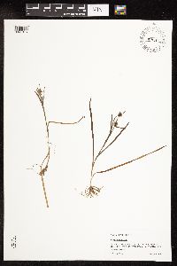 Sparganium natans image