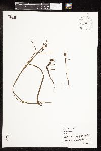 Sparganium natans image