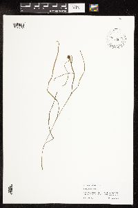 Sparganium natans image