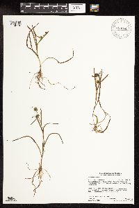 Sparganium natans image