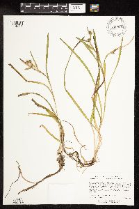 Sparganium natans image