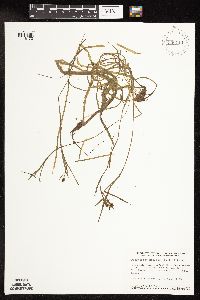 Sparganium natans image