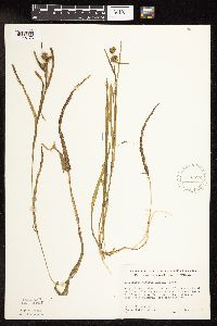 Sparganium natans image