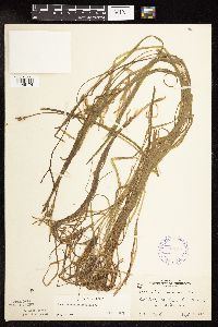 Sparganium natans image