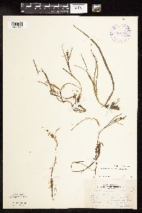 Sparganium natans image