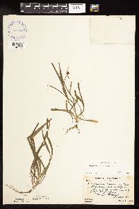 Sparganium natans image