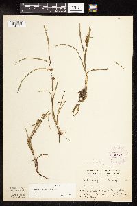 Sparganium natans image