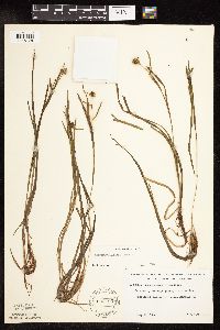 Sparganium natans image