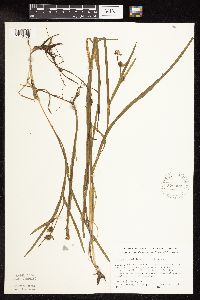 Sparganium natans image