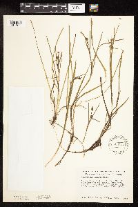 Sparganium natans image