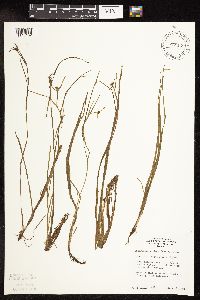 Sparganium natans image