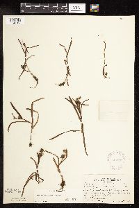 Sparganium natans image