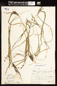 Sparganium natans image