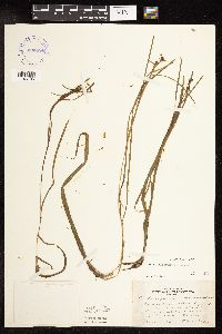 Sparganium natans image