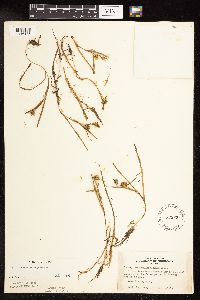 Sparganium natans image