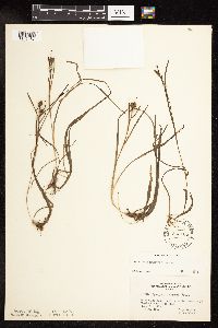 Sparganium natans image