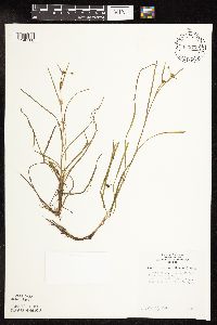 Sparganium natans image